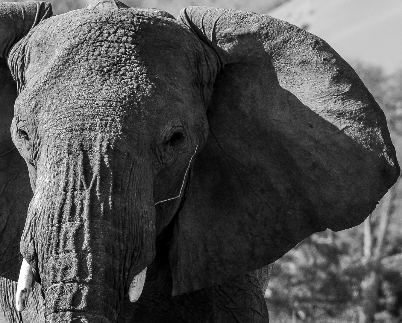 Namibia - Wüstenelefant
