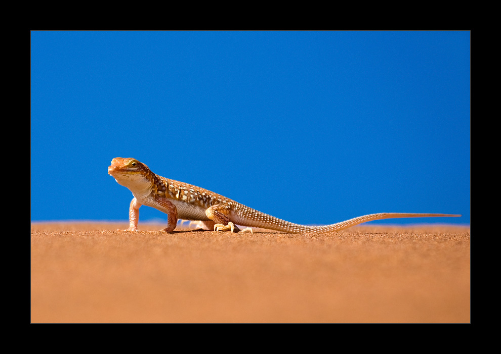 Namibia X - Wüstenechse