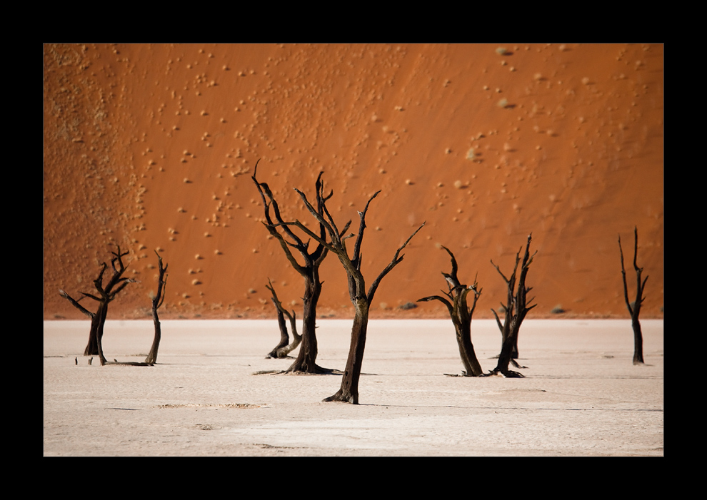 Namibia XII - dead trees