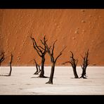 Namibia XII - dead trees