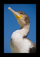 Namibia XIII - Kormoran