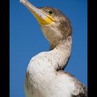 Namibia XIII - Kormoran