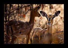 Namibia XLIII - Versteckt im Busch