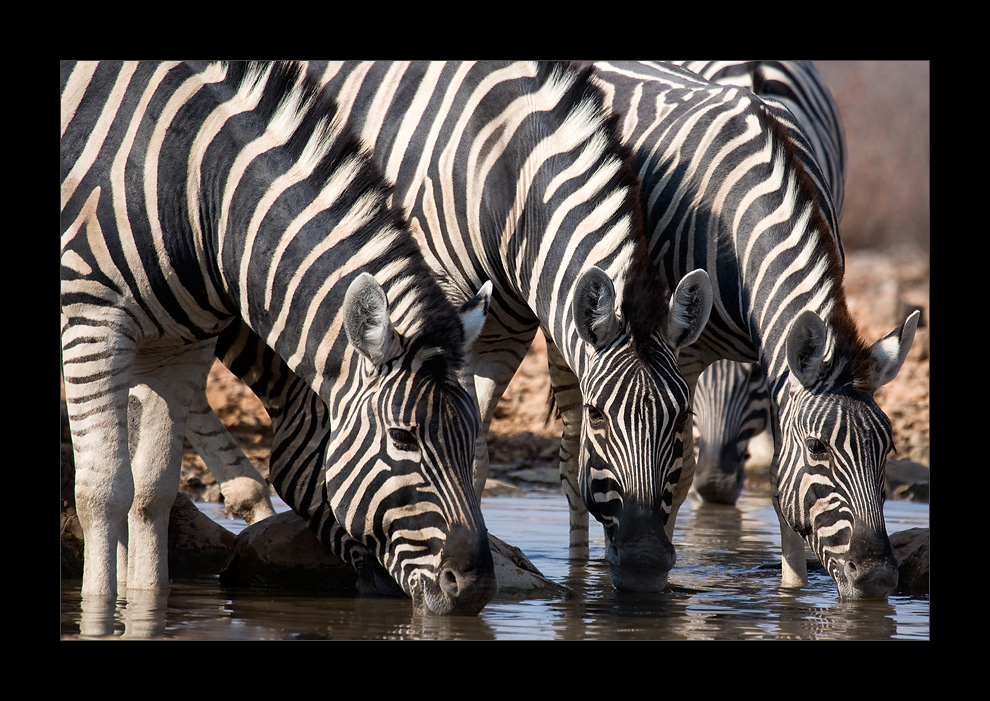 Namibia XLIX - Streifen am Wasser