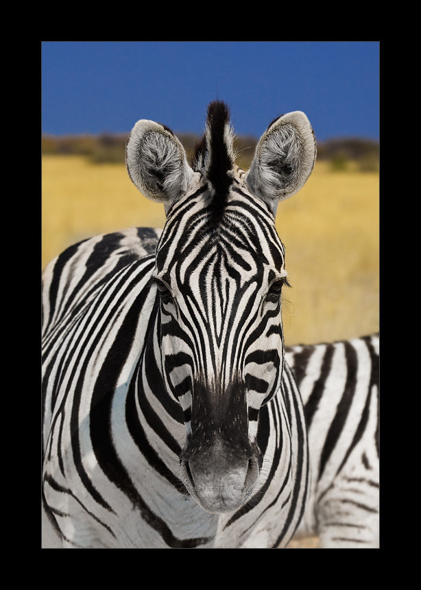 Namibia XLV- Schon wieder Zebra