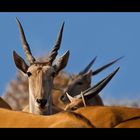 Namibia XLVIII - Eland