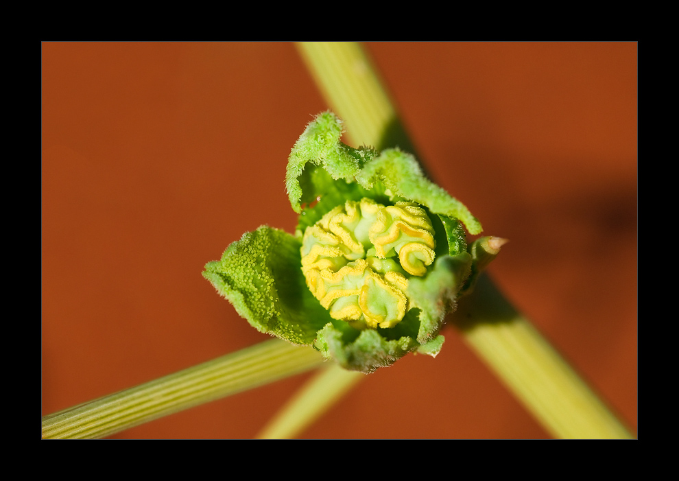 Namibia XVII - Nara-Blüte