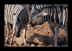 Namibia XXIII - Ey, habt ihr schon gehört ...