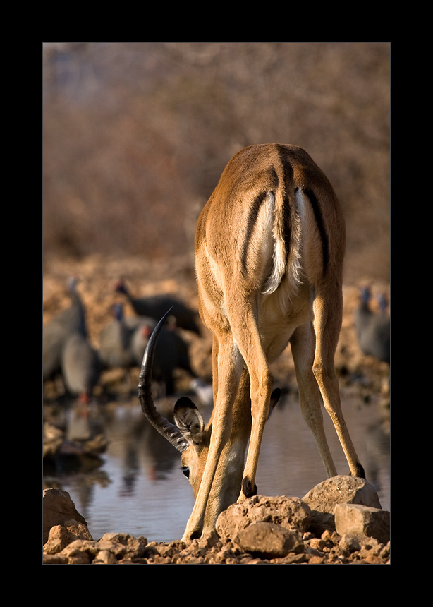 Namibia XXXIX - Mc Donalds of the bush