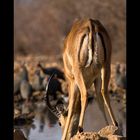 Namibia XXXIX - Mc Donalds of the bush