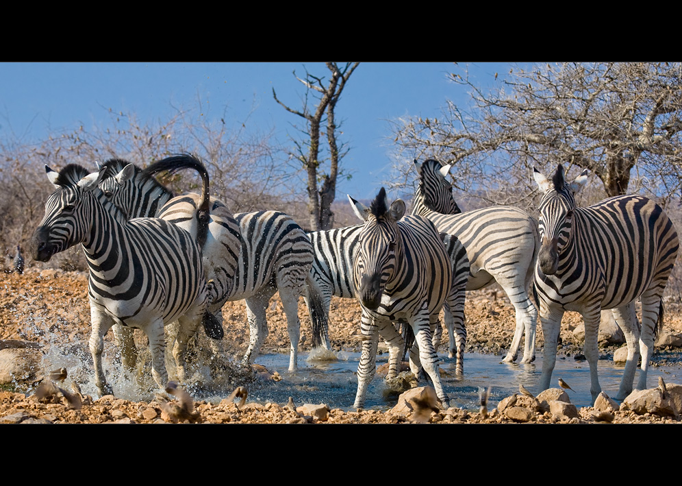 Namibia XXXVI - Action am Wasserloch