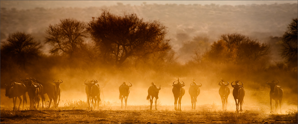 Namibia XXXVII - Stampede