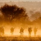 Namibia XXXVII - Stampede