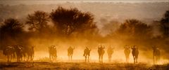 Namibia XXXVII - Stampede