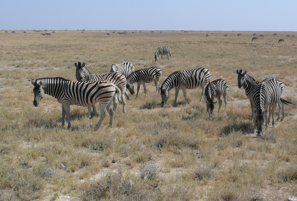 Namibia - Zebraherde im Etosha Nationalpark