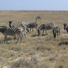 Namibia - Zebraherde im Etosha Nationalpark