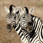 Namibia: Zebras