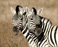 Namibia: Zebras