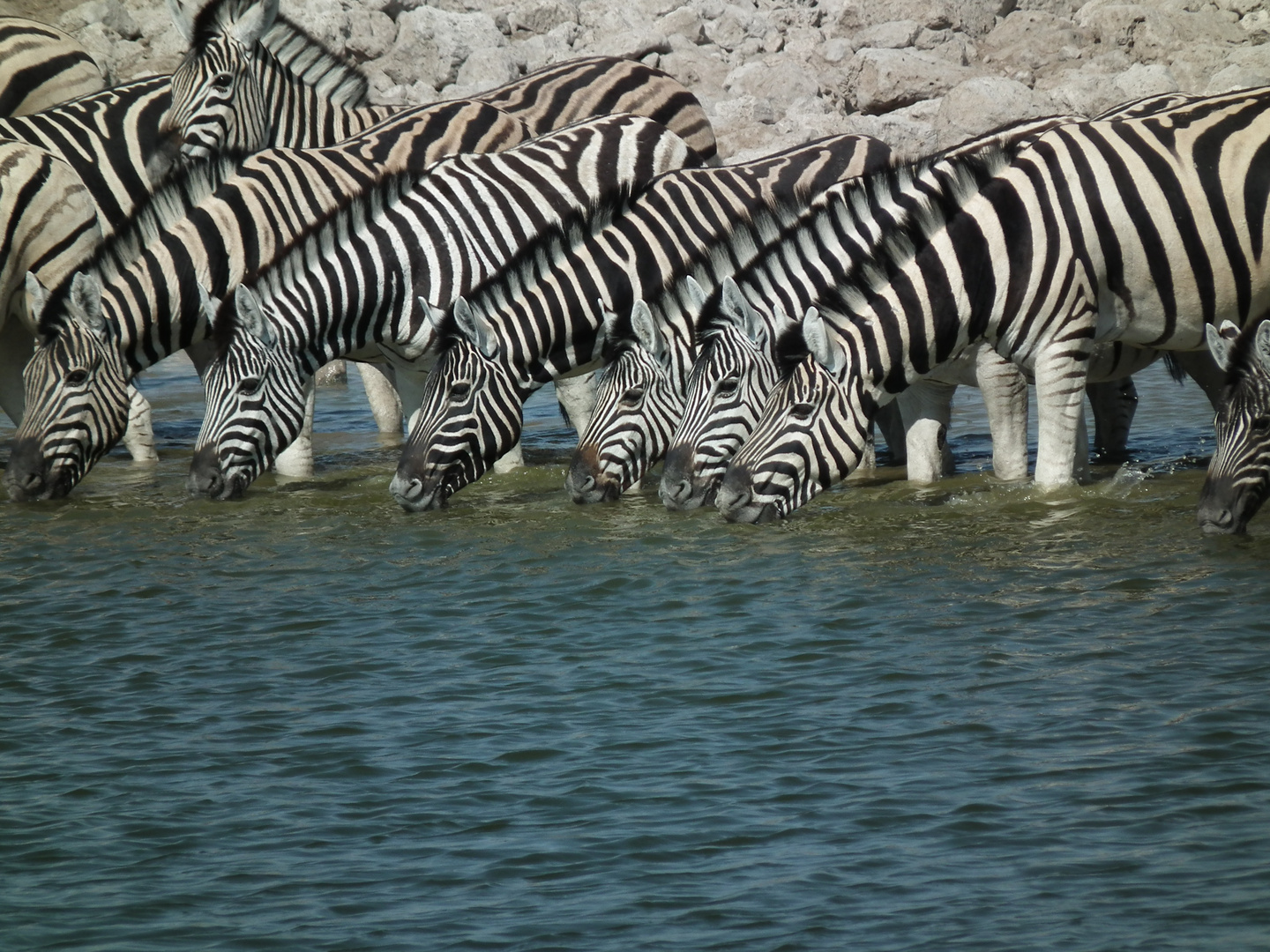 Namibia Zebras