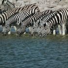 Namibia Zebras