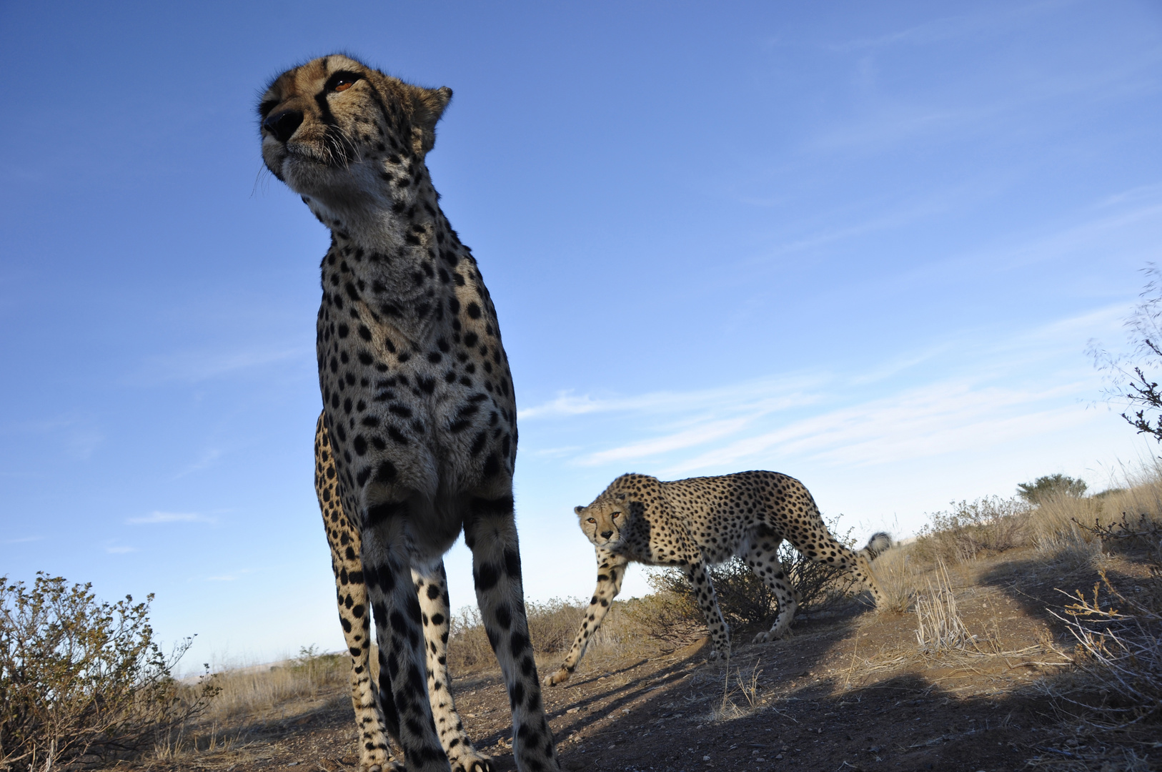 Namibia: Zwei Geparde schleichen sich an