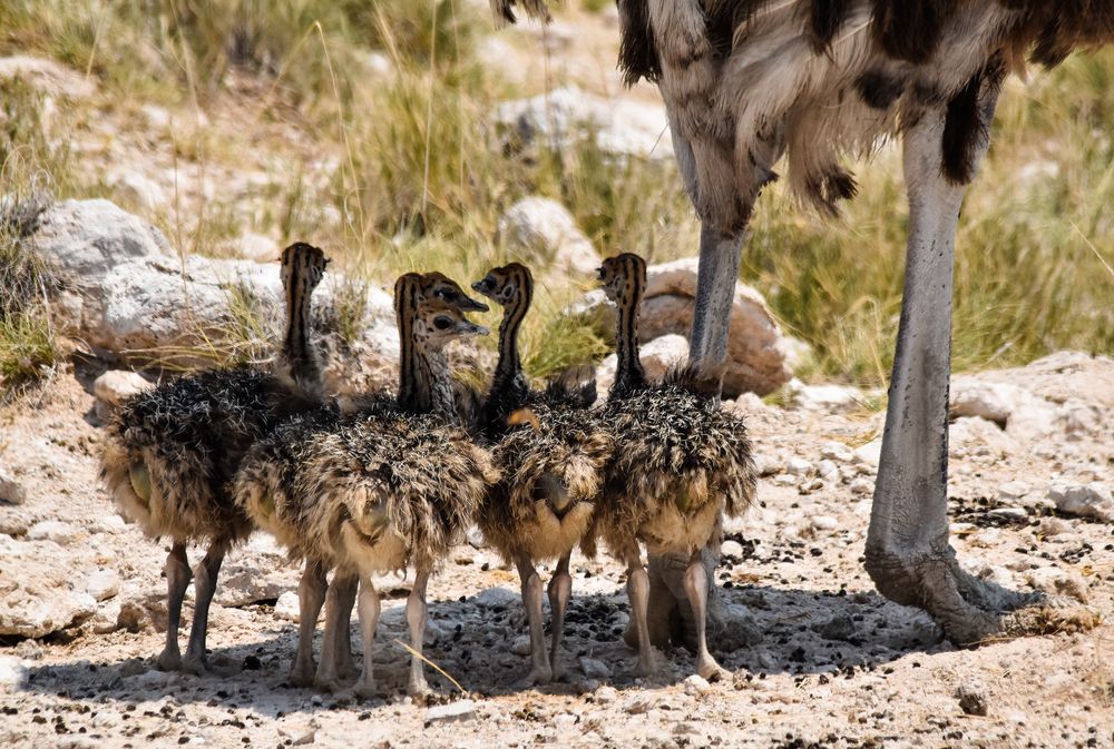 Namibia16 - Nachwuchs