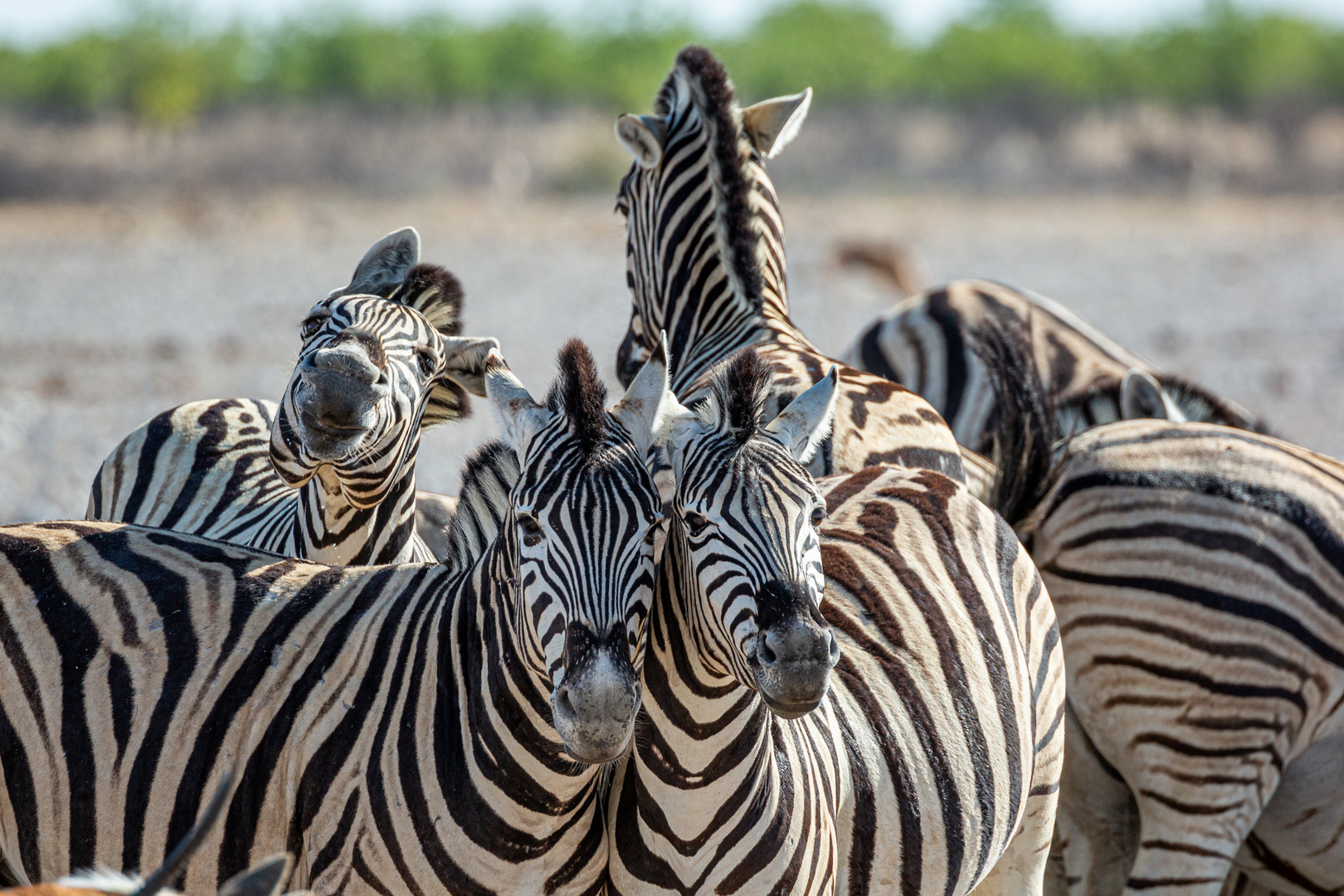 Namibia_2018_Thomas_Isella_NAMCAR_211118_Zebras2