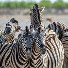 Namibia_2018_Thomas_Isella_NAMCAR_211118_Zebras2