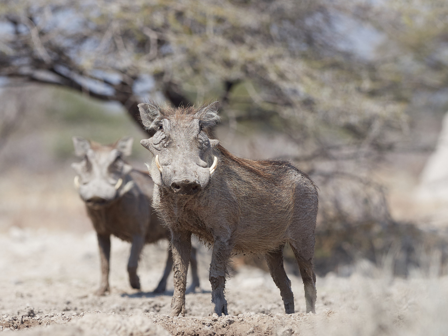 Namibia___8192785_20180819_300 mm_4.5_200_C1_Web