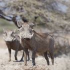 Namibia___8192785_20180819_300 mm_4.5_200_C1_Web