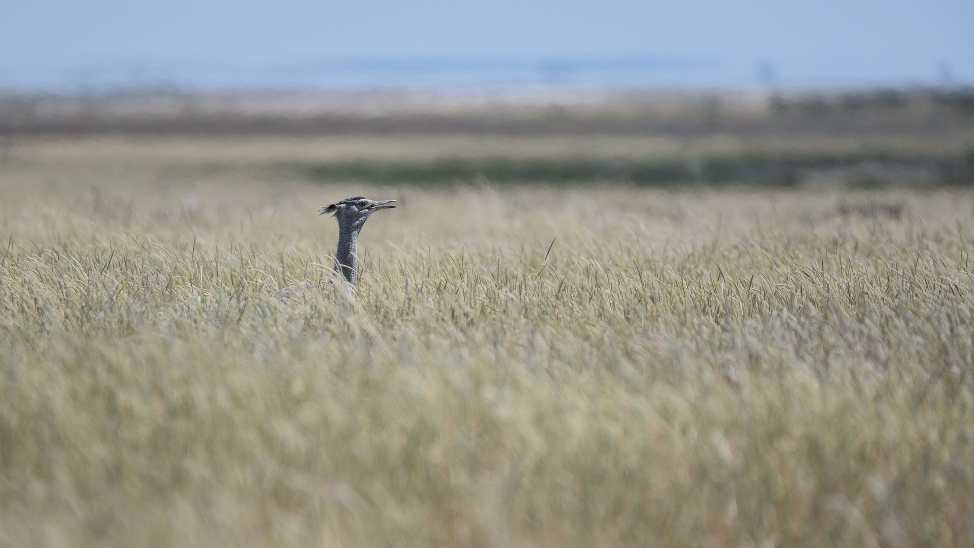 Namibiabilder (19) - Komischer Vogel