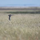 Namibiabilder (19) - Komischer Vogel