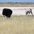 Namibiabilder (20) - Friedliche Koexistenz