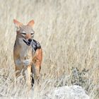 Namibiabilder (34) - Die Neugier siegt