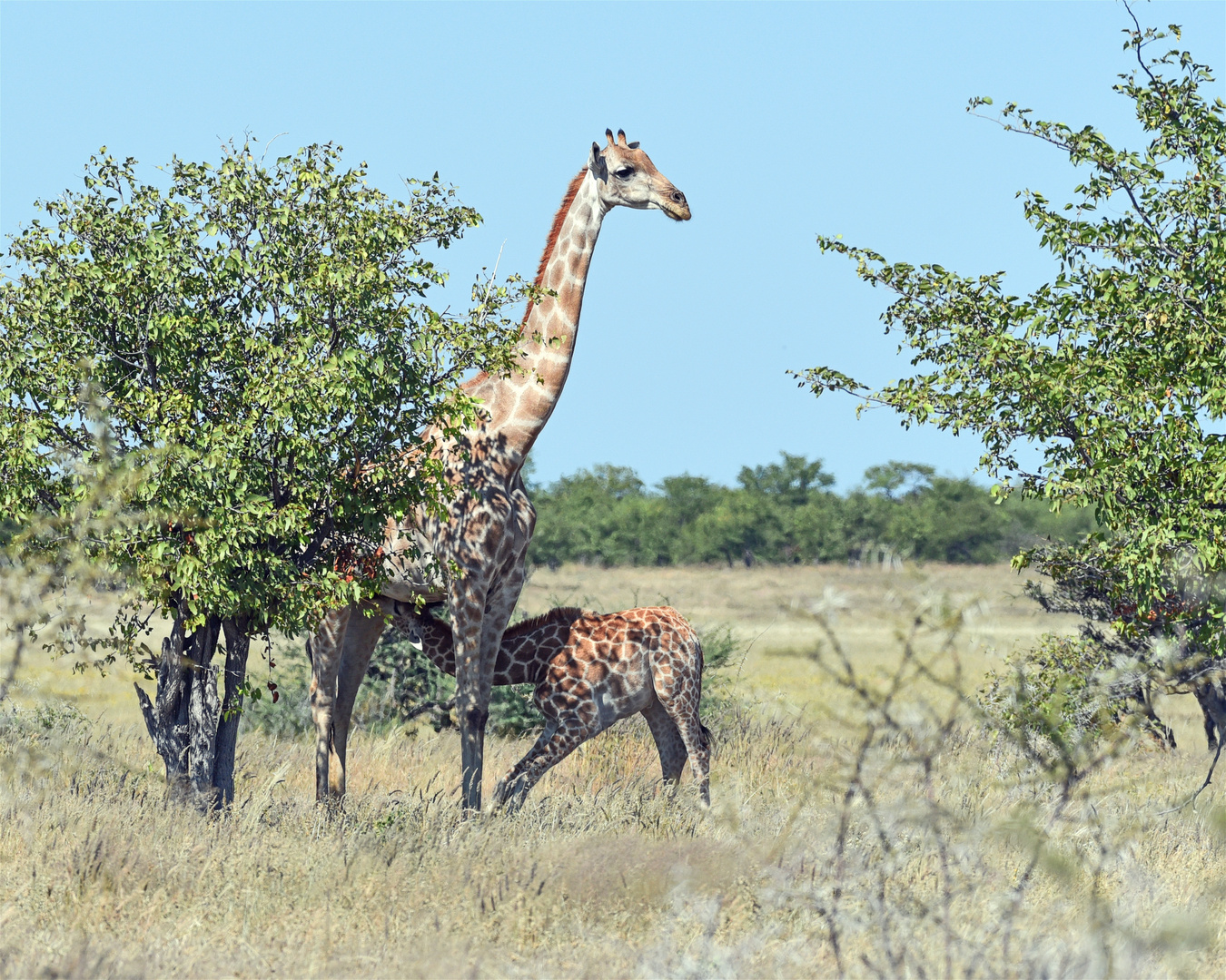 Namibiabilder (35) - Säuge-Tier