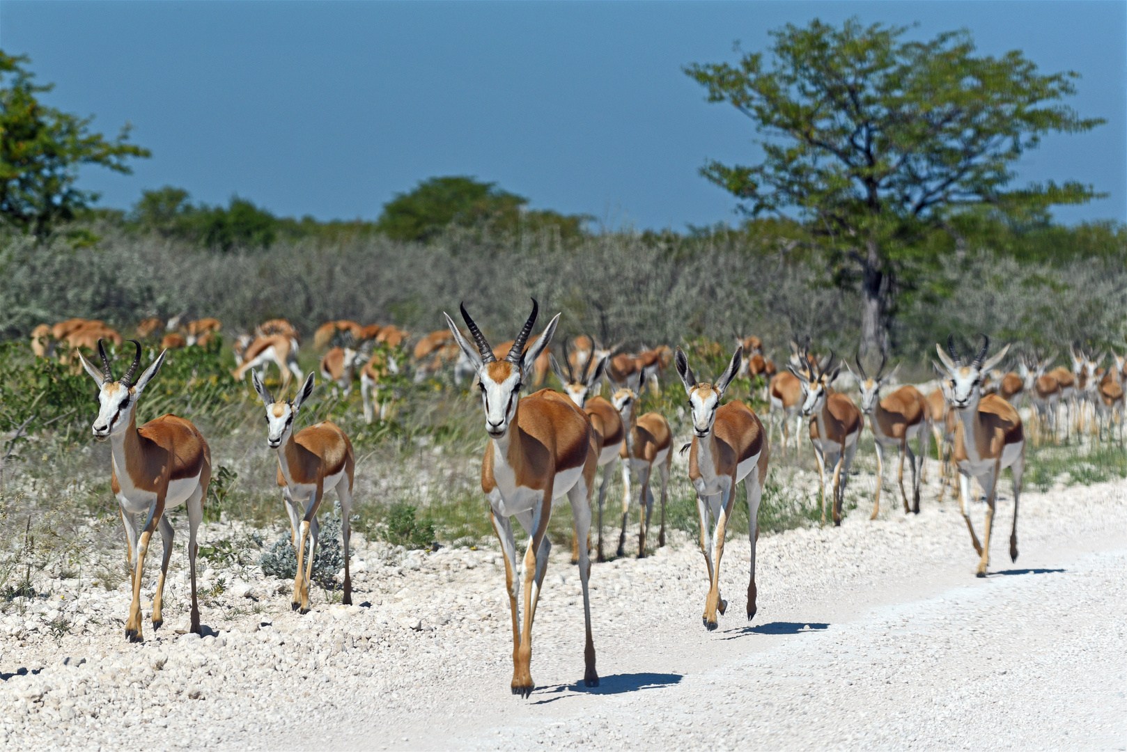 Namibiabilder (37) - Herden-Tiere