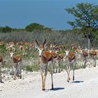 Namibiabilder (37) - Herden-Tiere