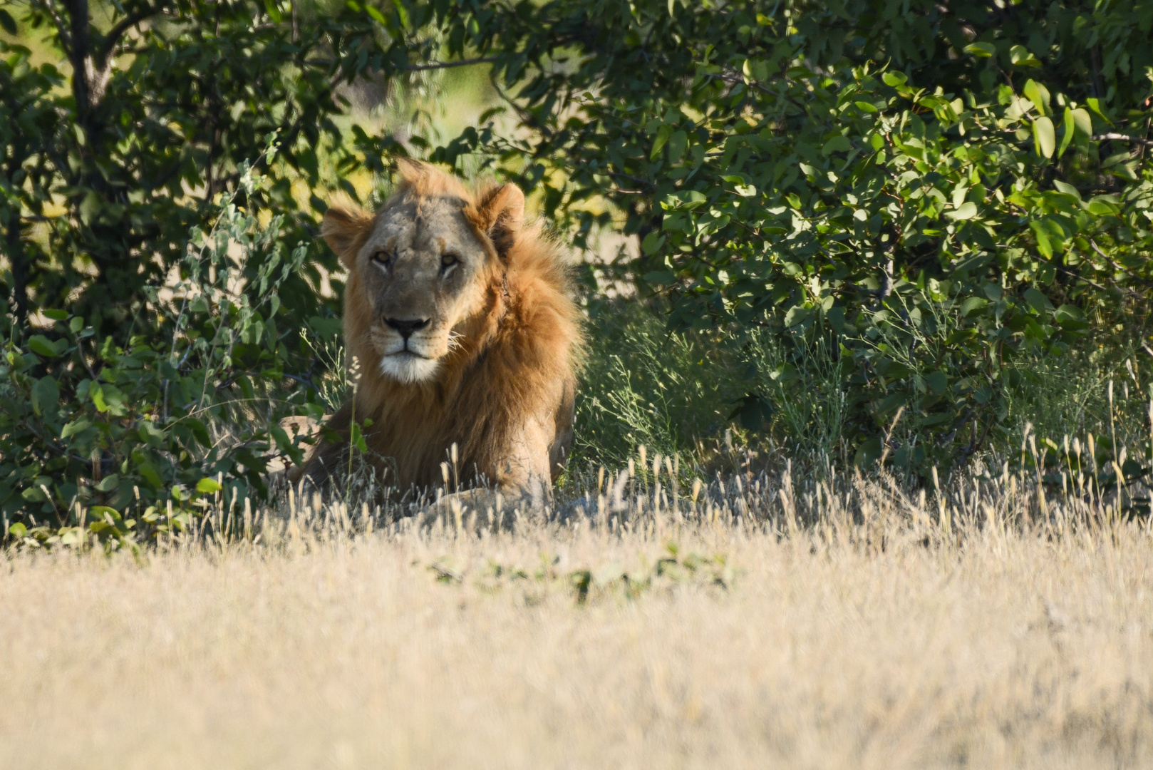 Namibiabilder (66) - Der König der Tiere