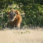 Namibiabilder (66) - Der König der Tiere