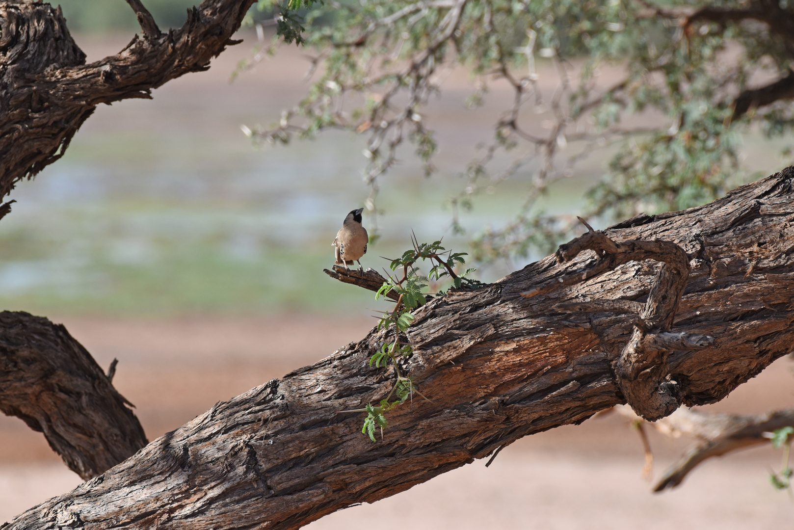 Namibiabilder (7) - Webervogel