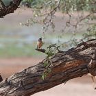 Namibiabilder (7) - Webervogel