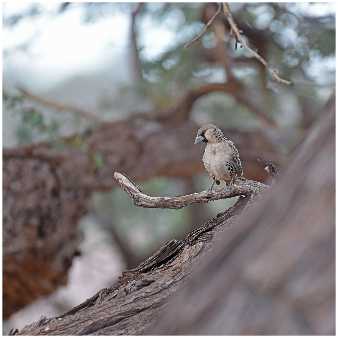 Namibiabilder (8) - Noch ein Webervogel