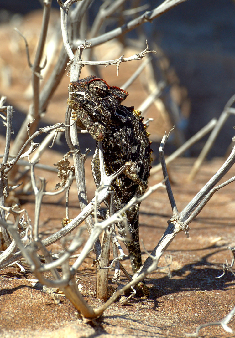 Namibia_Chamäleon