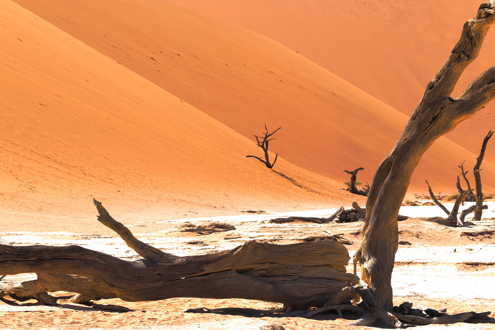 Namibia,dead vlei