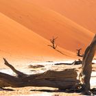 Namibia,dead vlei