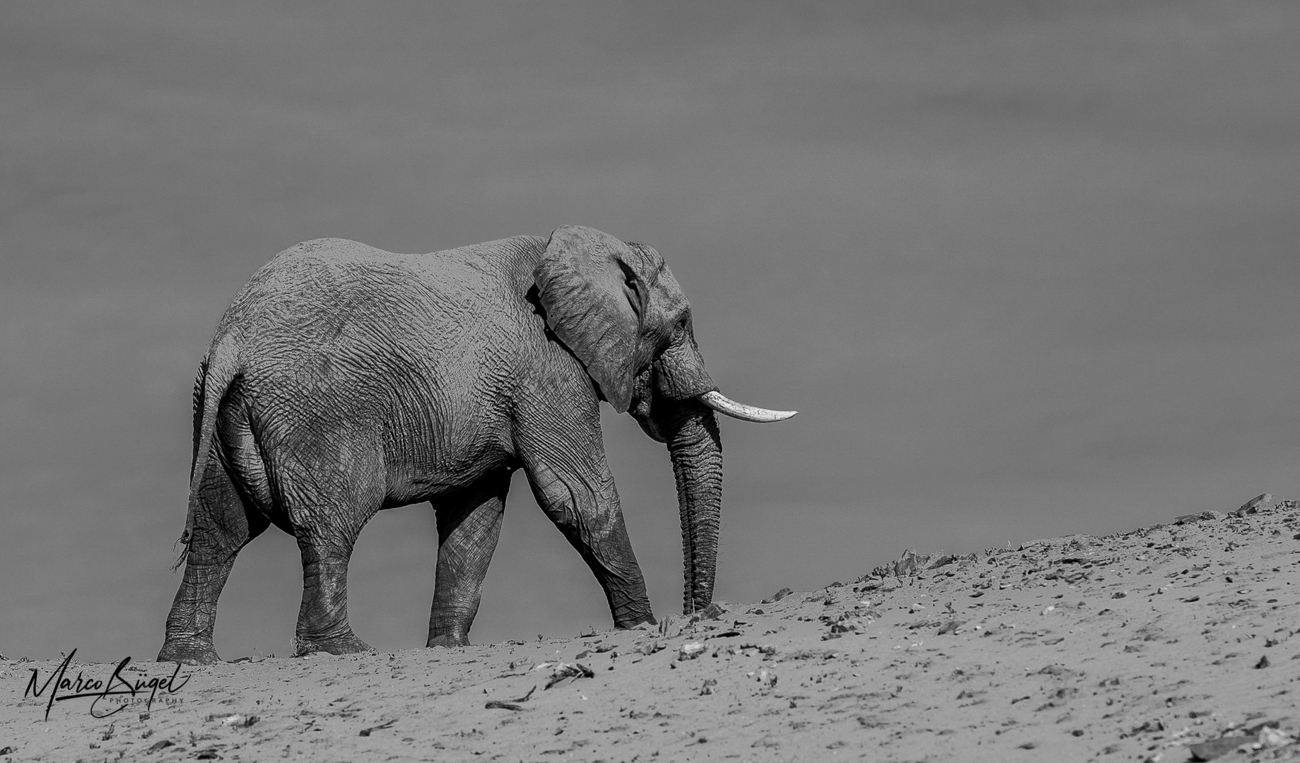 Namibian desert adapted Elephant