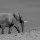 Namibian desert adapted Elephant