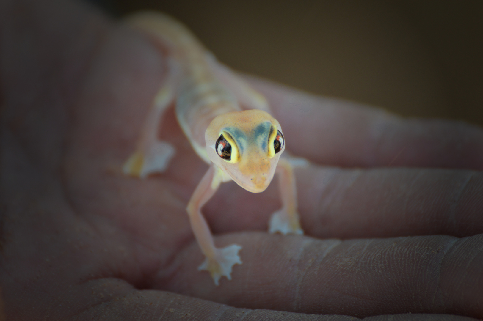 Namibian Desert Gecko