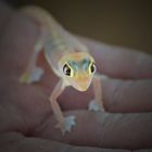 Namibian Desert Gecko