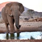 Namibian Elephant